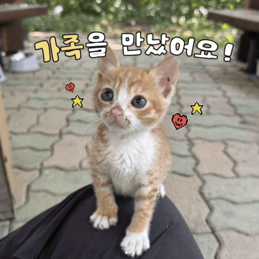 고양이 사진