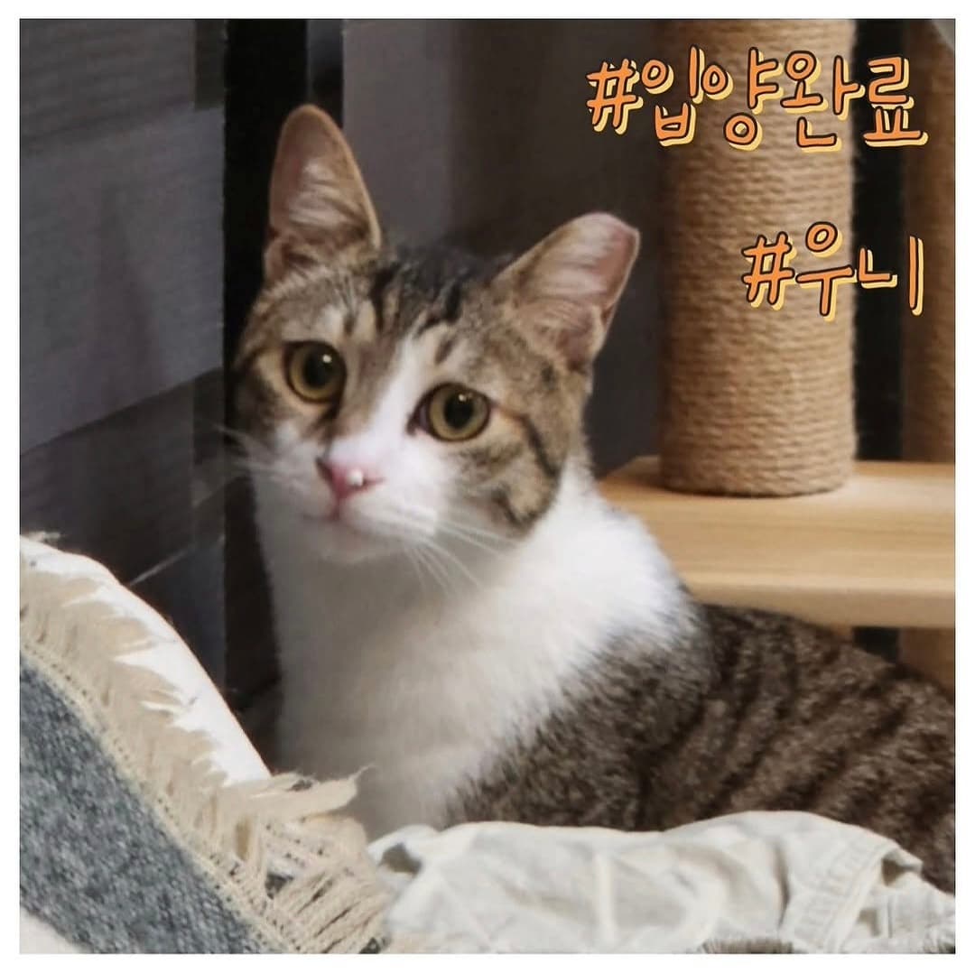 고양이 사진