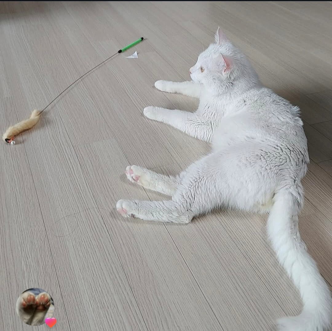 고양이 사진
