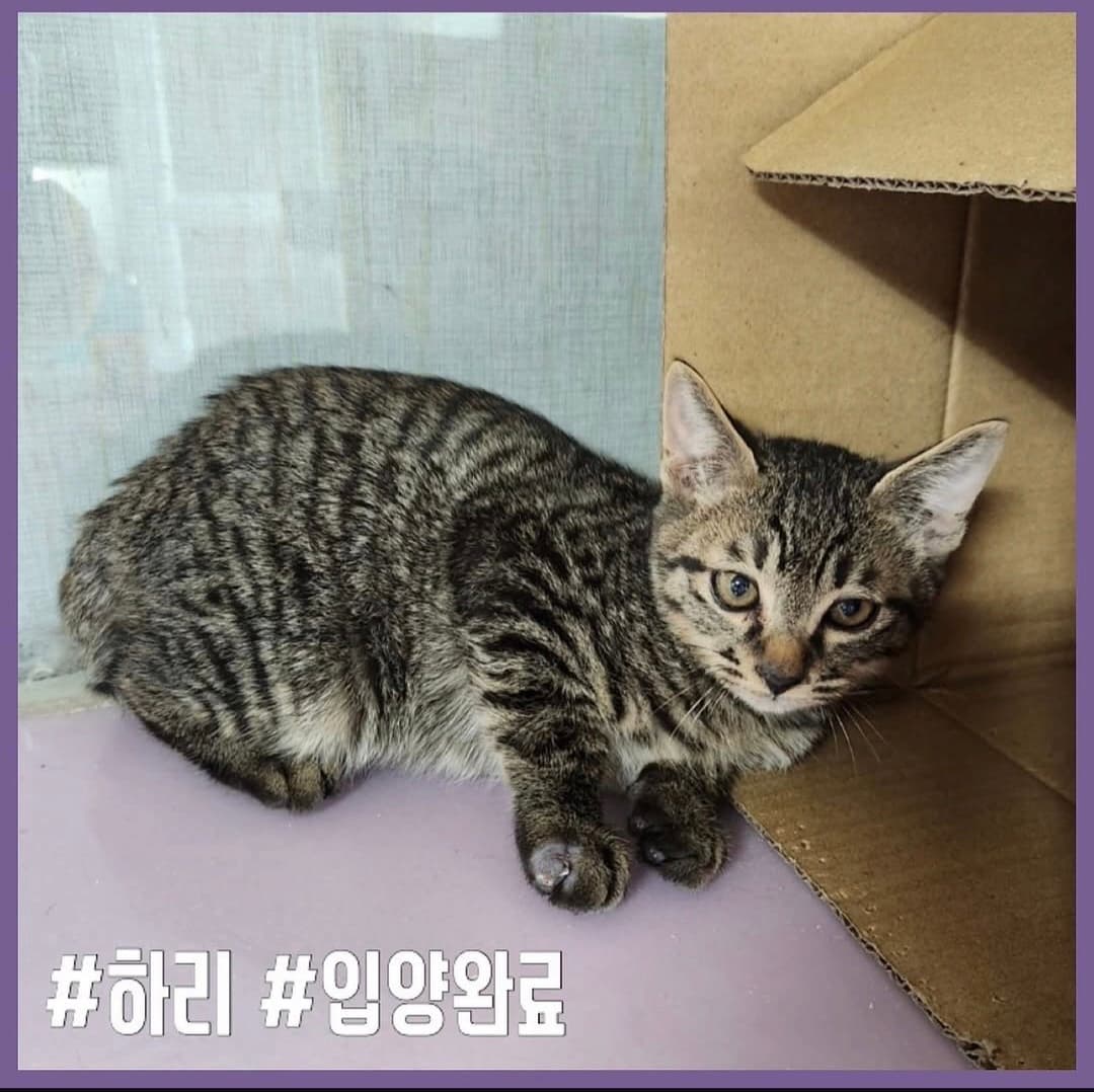 고양이 사진