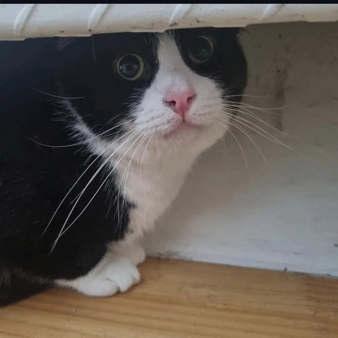 고양이 사진