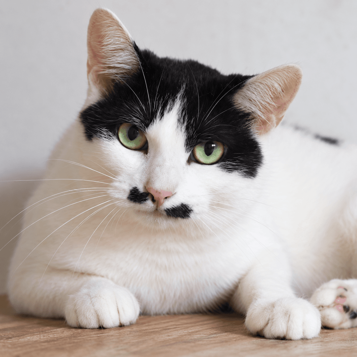 고양이 사진
