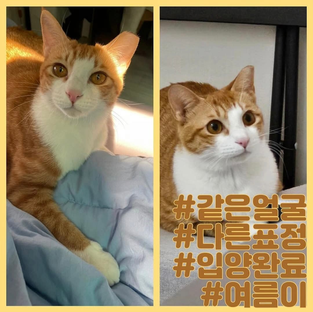 고양이 사진
