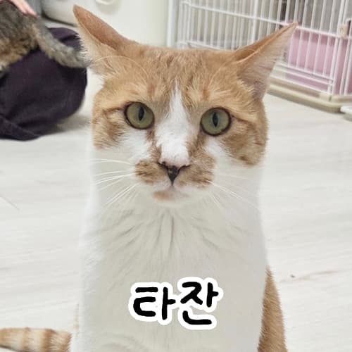 고양이 사진