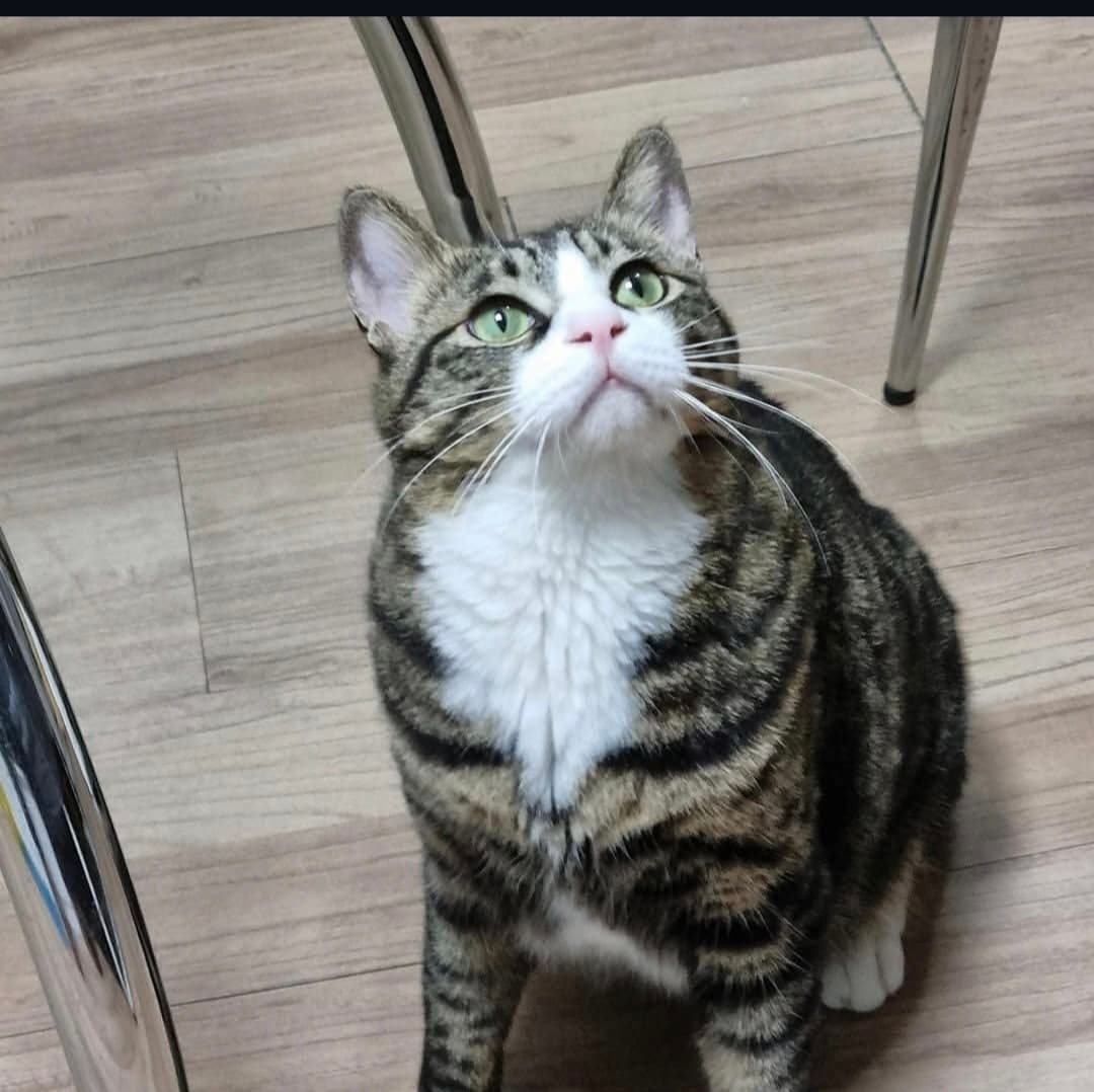 고양이 사진