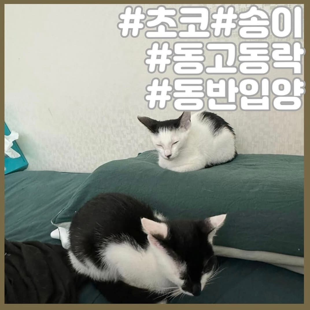 고양이 사진