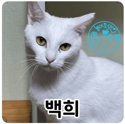 고양이 사진