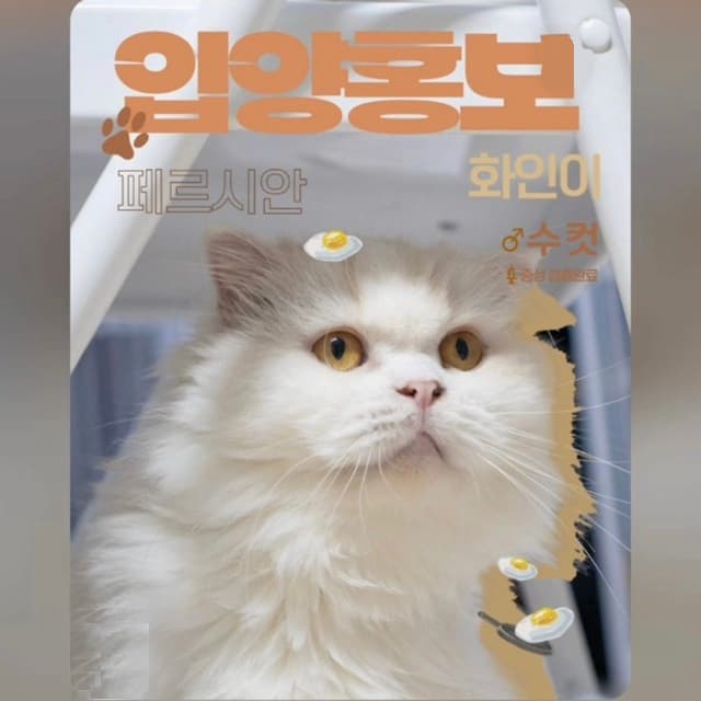 고양이 사진