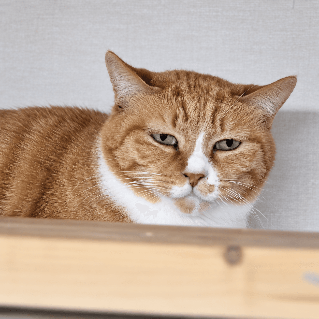 고양이 사진