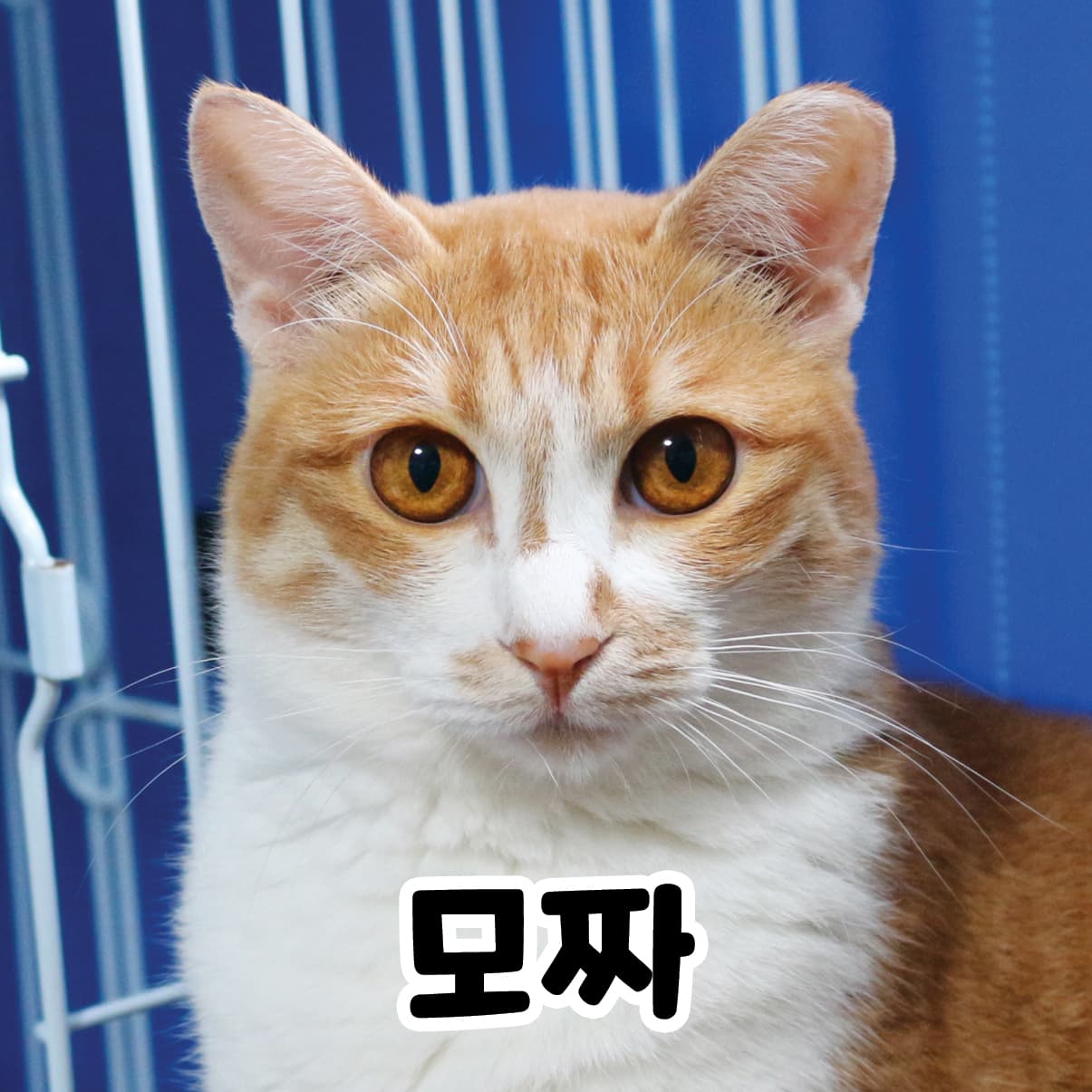 모짜  사진 2